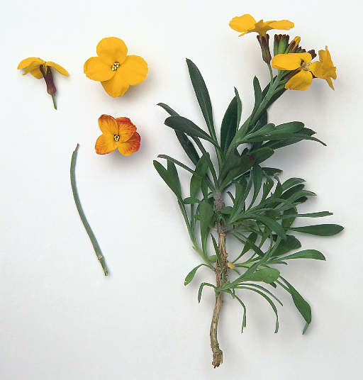 شب بوی خیری